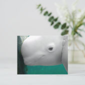 Carte postale Beluga Watch (Debout devant)