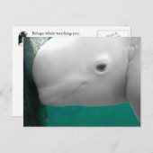 Carte postale Beluga Watch (Devant / Derrière)