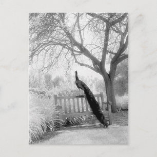 Carte Postale Bench Peacock