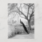 Carte Postale Bench Peacock (Devant)