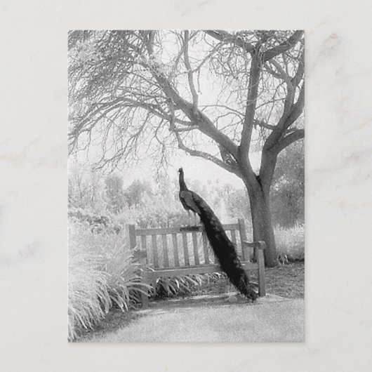 Carte Postale Bench Peacock (Devant)