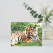 Carte postale Bengal Tiger (Debout devant)