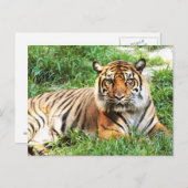 Carte postale Bengal Tiger (Devant / Derrière)
