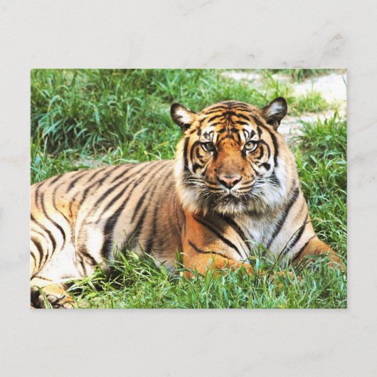 Carte postale Bengal Tiger (Devant)