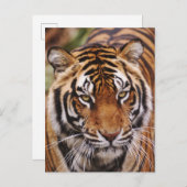 Carte Postale Bengal Tiger, Panthera tigris (Devant / Derrière)