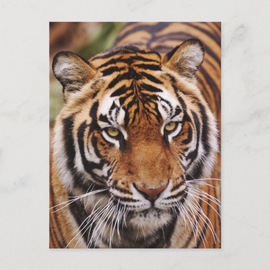 Carte Postale Bengal Tiger, Panthera tigris (Devant)