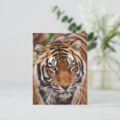 Carte Postale Bengal Tiger, Panthera tigris (Debout devant)