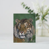 Carte Postale Bengale (Debout devant)