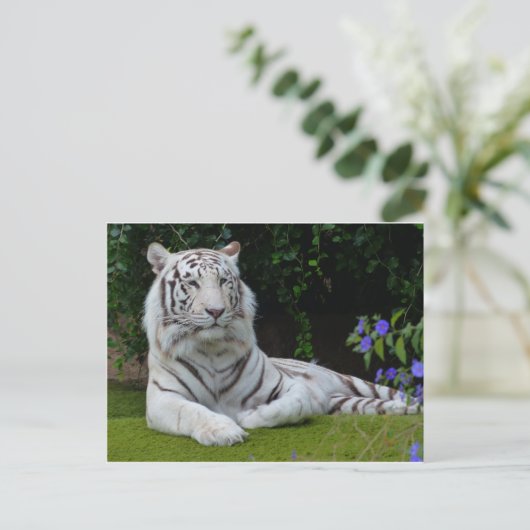 Carte Postale Bengale Blanc Belle Tiger Chat Repose (Debout devant)