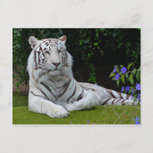 Carte Postale Bengale Blanc Belle Tiger Chat Repose