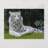 Carte Postale Bengale Blanc Belle Tiger Chat Repose (Devant)