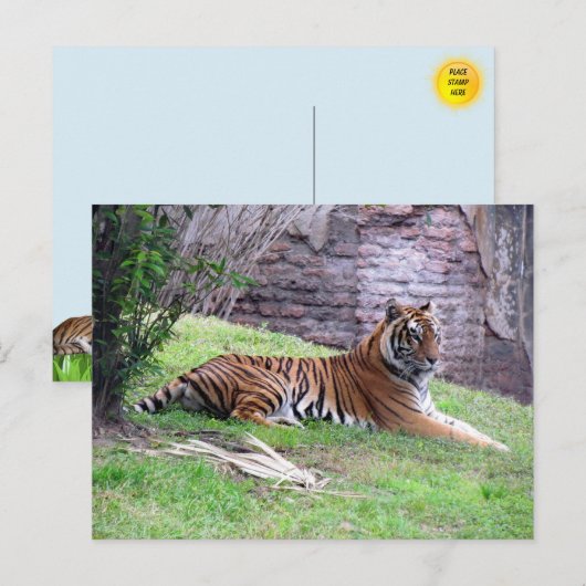 Carte postale Bengale Tiger (Devant / Derrière)