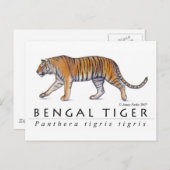Carte postale Bengale Tiger (Devant / Derrière)