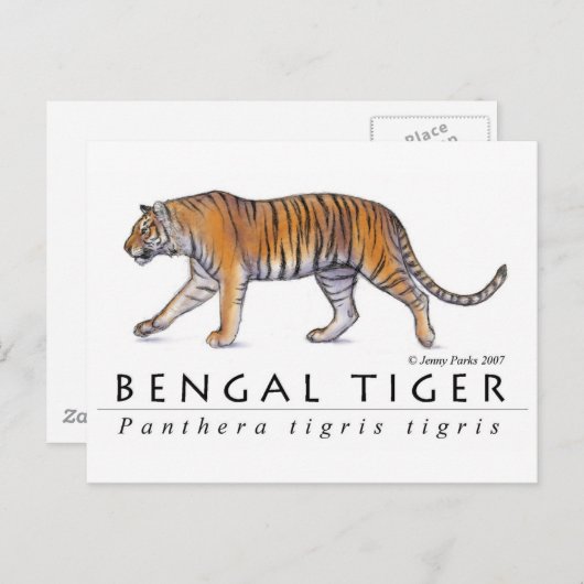 Carte postale Bengale Tiger (Devant / Derrière)