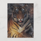 Carte Postale Bengale Tiger (Devant)