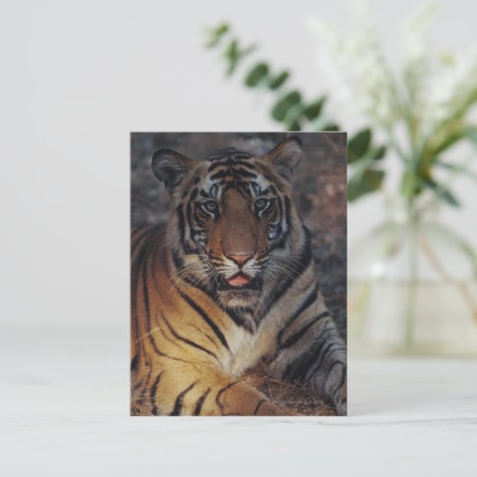 Carte Postale Bengale Tiger (Debout devant)