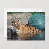 Carte postale Bengale Tiger #1 (Devant / Derrière)