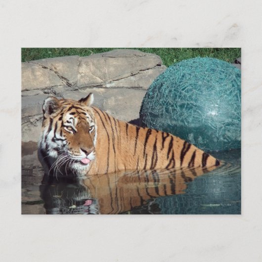 Carte postale Bengale Tiger #1 (Devant)