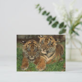 Carte Postale Bengale Tiger Cubs (Debout devant)