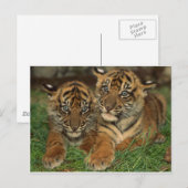 Carte Postale Bengale Tiger Cubs (Devant / Derrière)