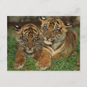 Carte Postale Bengale Tiger Cubs