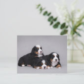 Carte Postale Berese puppies (Debout devant)