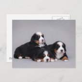 Carte Postale Berese puppies (Devant / Derrière)