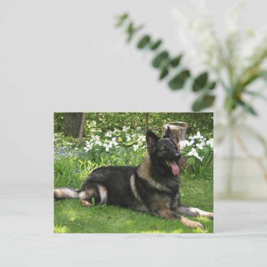 Carte Postale Berger (Debout devant)