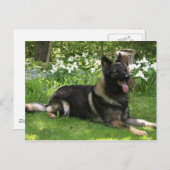 Carte Postale Berger (Devant / Derrière)