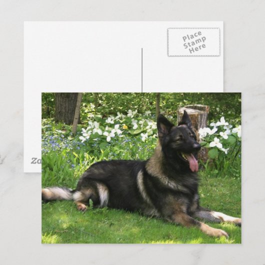 Carte Postale Berger (Devant / Derrière)