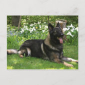 Carte Postale Berger (Devant)