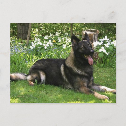 Carte Postale Berger (Devant)