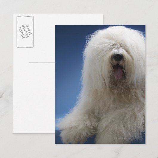 Carte Postale Berger (Devant / Derrière)