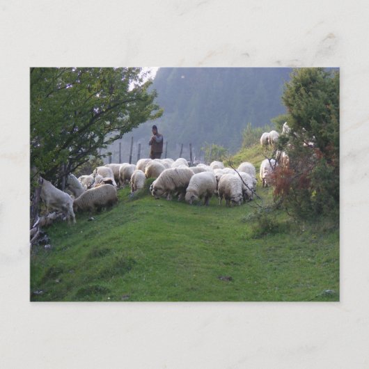 Carte Postale Berger à Fundata, Roumanie (Devant)