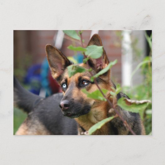 Carte Postale berger allemand (Devant)