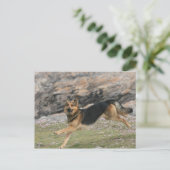 Carte Postale berger allemand (Debout devant)