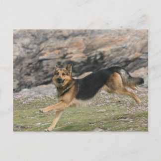 Carte Postale berger allemand