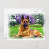 Carte Postale Berger Allemand (Devant / Derrière)