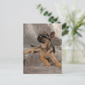 Carte Postale berger allemand (Debout devant)