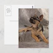 Carte Postale berger allemand (Devant / Derrière)