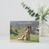 Carte Postale Berger allemand (Debout devant)