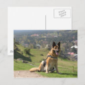 Carte Postale Berger allemand (Devant / Derrière)