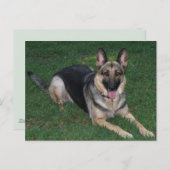 Carte Postale Berger Allemand (Devant / Derrière)