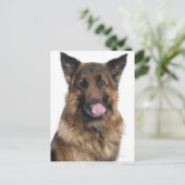 Carte Postale Berger allemand (Debout devant)