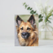 Carte Postale Berger allemand (Debout devant)