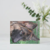 Carte Postale berger allemand (Debout devant)