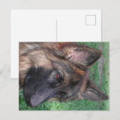 Carte Postale berger allemand (Devant / Derrière)