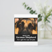 Carte Postale Berger Allemand (Debout devant)