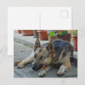 Carte Postale Berger Allemand aux Deux Couleurs d'Yeux (Devant / Derrière)