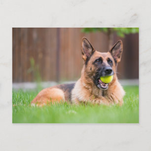 Carte Postale Berger Allemand Avec Bal De Tennis